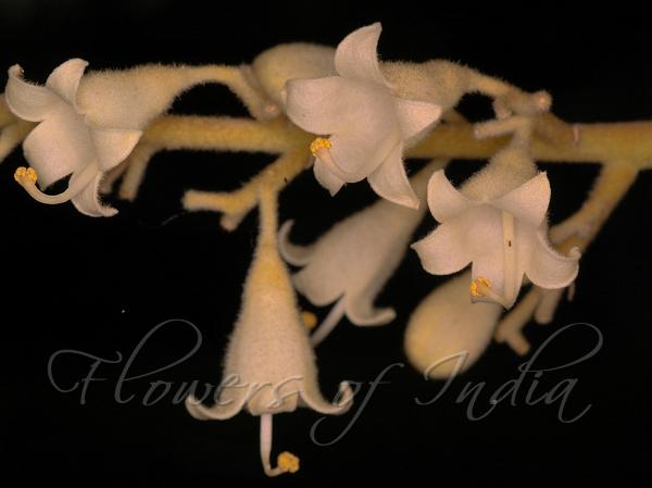 Pale Sterculia
